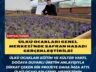 Ülkü Ocakları Genel Merkezi’nde Safran Hasadı Gerçekleştirildi