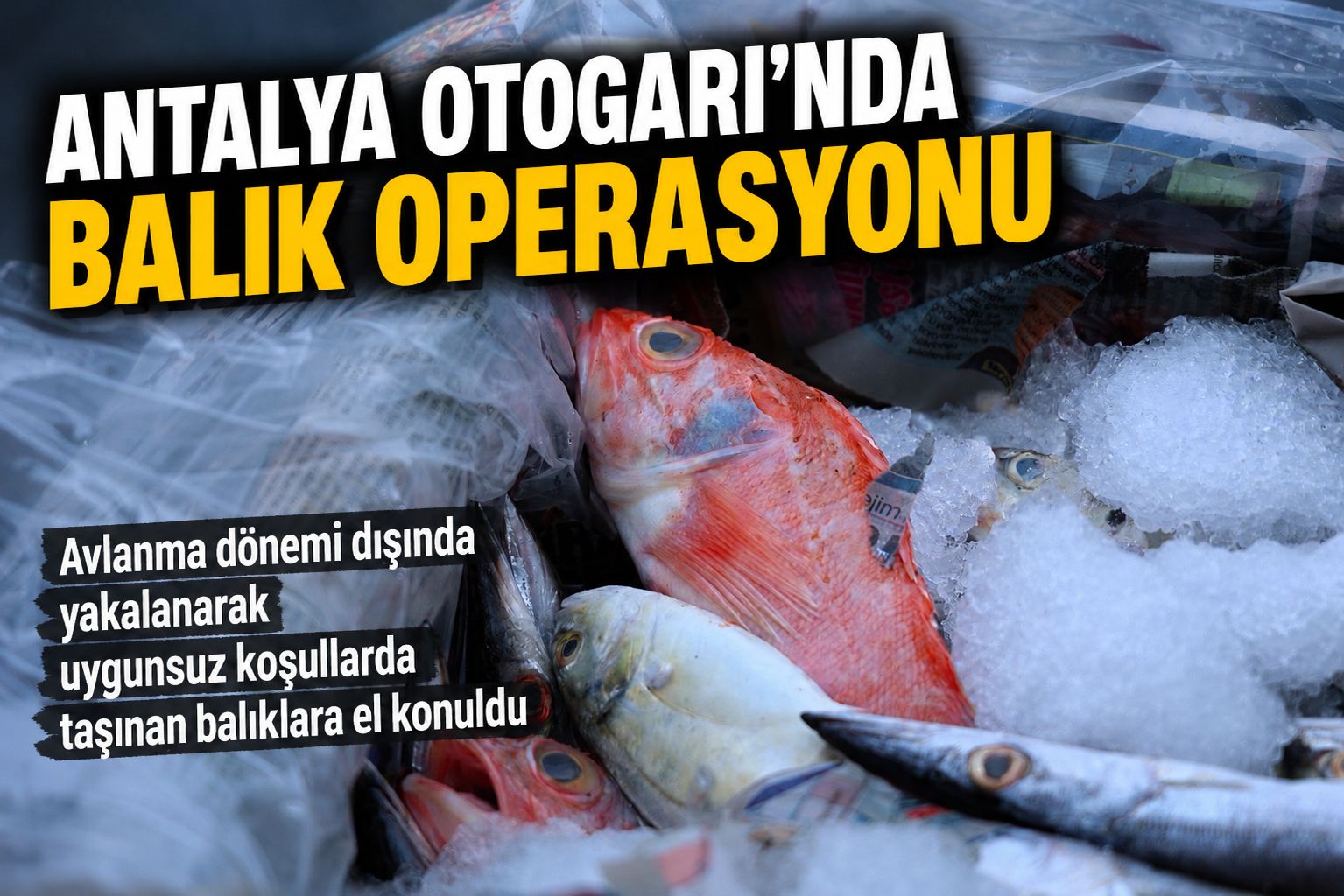Antalya Otogarı’nda balık operasyonu